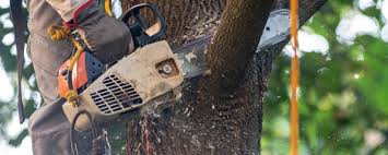 Professional Tree Care in Wilmer, TX