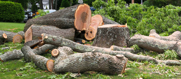 How Our Tree Care Process Works  in  Wilmer, TX