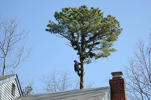 Best Tree Health Inspection  in Wilmer, TX